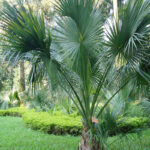 palm-samen