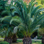 3. Phoenix canariensis